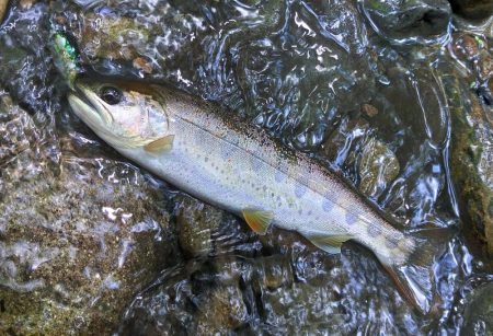 １匹目が川サバ ～長良川水系～